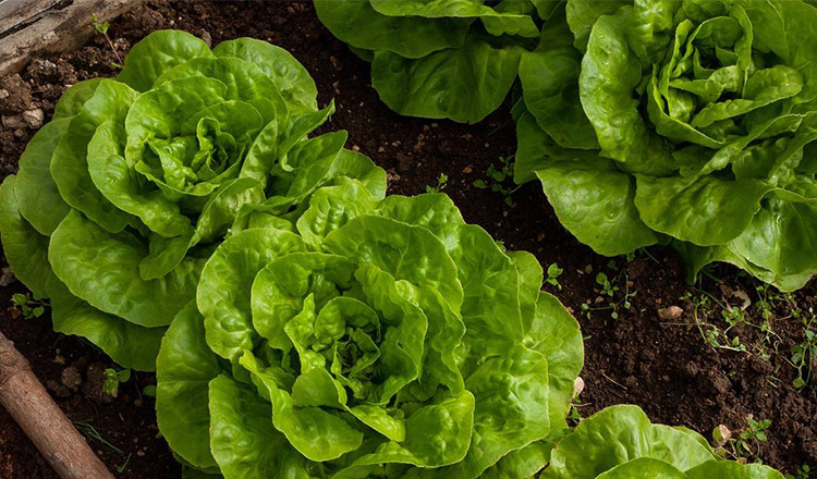 Cu ce trebuie să stropești salata verde din grădină, ca s-o ferești de gândaci și alți dăunători. Trucurile știute doar de grădinarii cu experiență